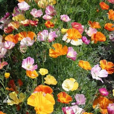 Ballerina Mix Calinia Poppy Planting Flower Planting Heirloom Non Gmo Flower Seeds
