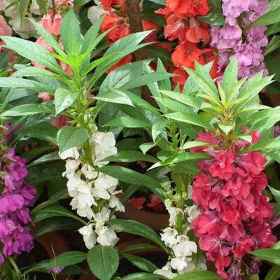 tom thumb flower seeds