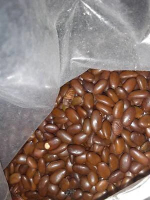 common honey flower seeds