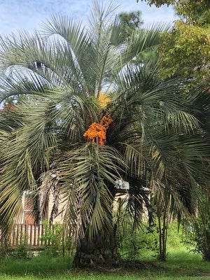 jelly palm flower seeds