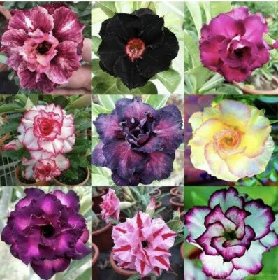 pink red flower seeds