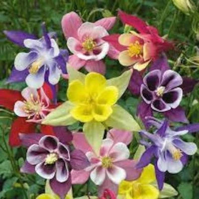 mckana giant flower seeds