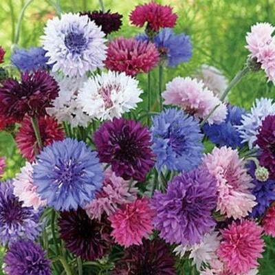 Cornflower Bachelor Button Tall Mix Cut Flowers Butterflies Non Gmo Heirloom Flower Seeds Home