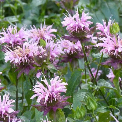 wild bergamot flower seeds