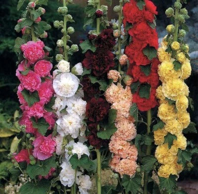 Summer Carnival Mix Hollyhock Planting Non Gmobuy Get Free Heirloom Non Gmo Flower Seeds
