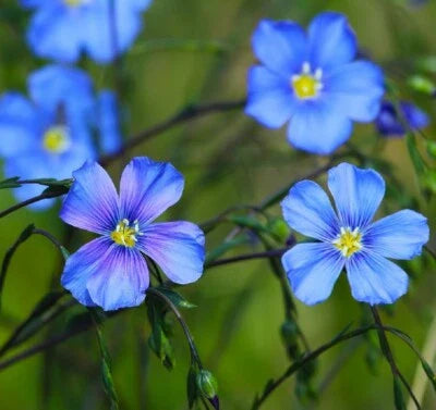 blue linum flower seeds