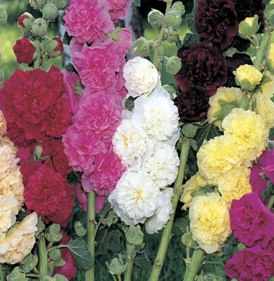 Summer Carnival Mix Hollyhock Planting Non Gmo Usa Heirloom Flower Seeds Home Garden