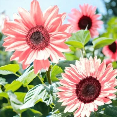 Pink Iris Tectorum Rose Sunflower Planting Non Gmo Heirloom Variety Blooms Flower Seeds