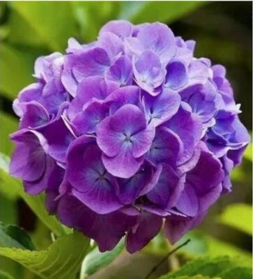 purple pink flower seeds