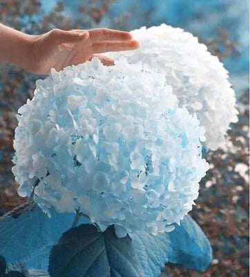 blue for flower seeds