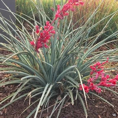 red red flower seeds