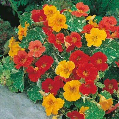 alaska mix flower seeds