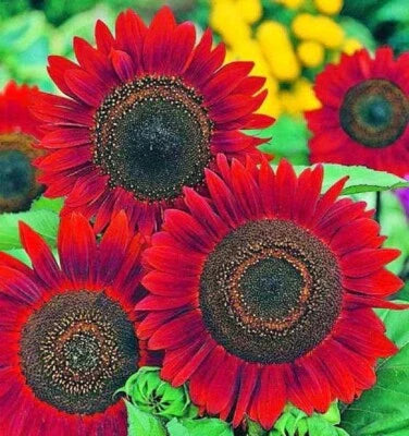 red sunflower flower seeds