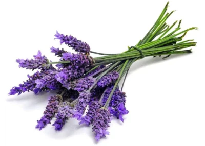 Lavender Blue Purple Flower Ellagance Lavandula Fragrants Herbs Family Heirloom Non Gmo Drought