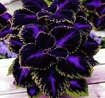 black purple flower seeds