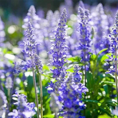 blue purple flower seeds
