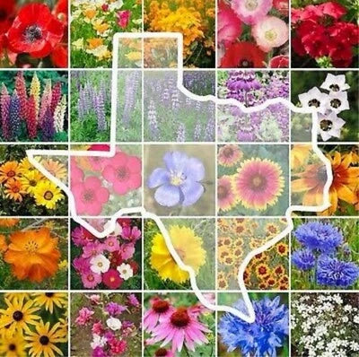 texas wildflower flower seeds
