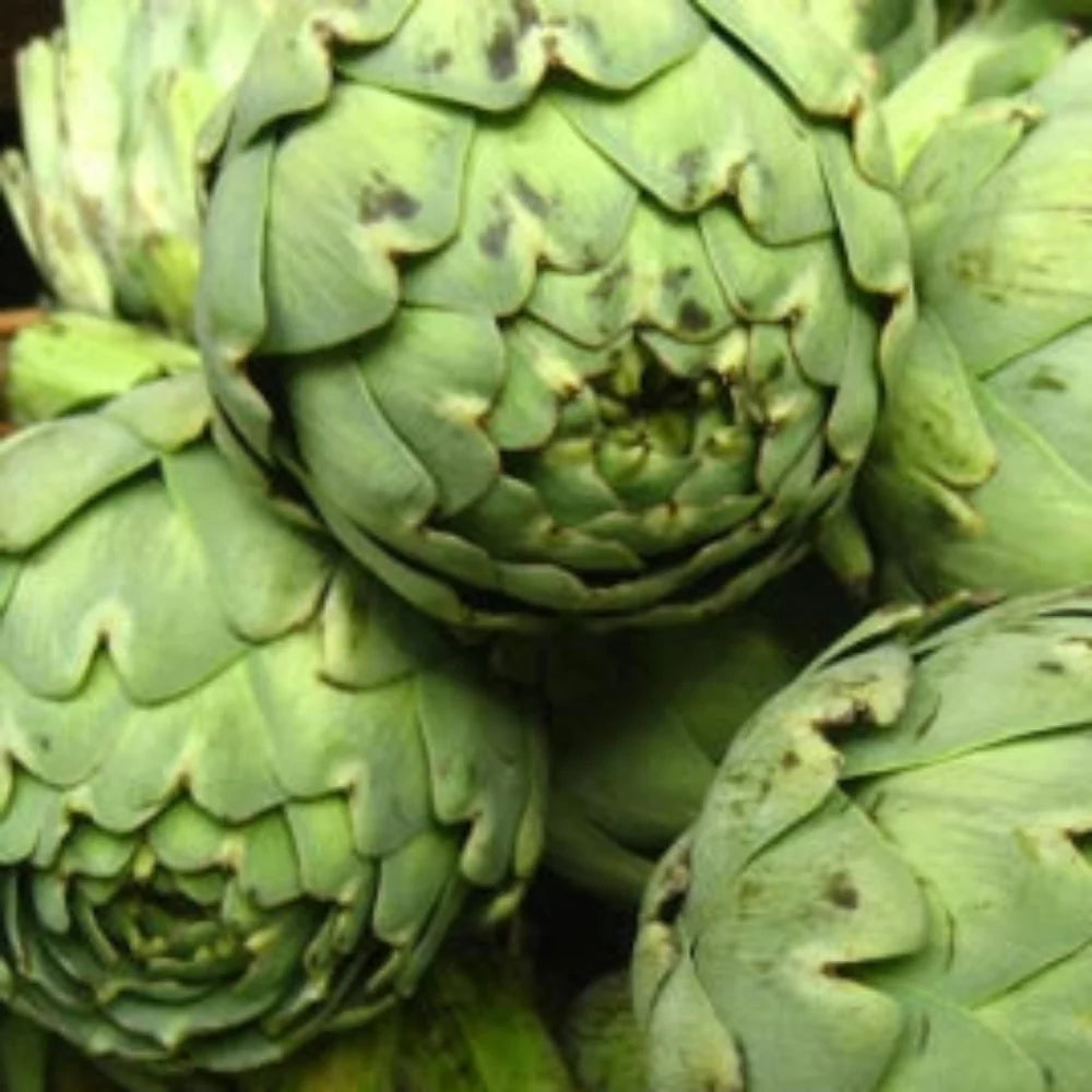 green globe flower seeds