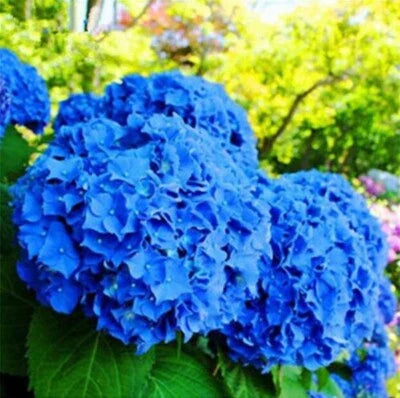 blue for flower seeds