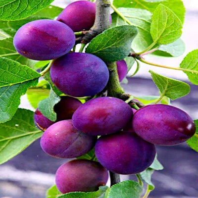 american plum flower seeds