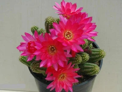 violet chamaelobivia flower seeds