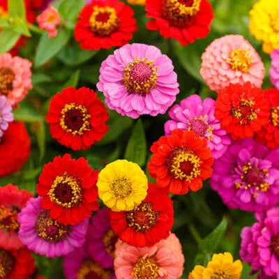 Zinnia Lilliput Mix Elegans Mixed Colors Heirloom Pollinators Non Gmo Easy To Grow Annual Blooms