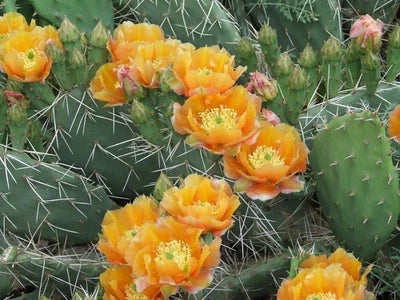 orange opuntia flower seeds