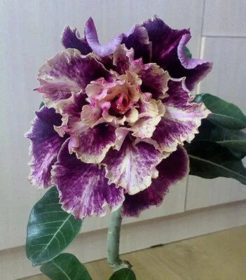 white purple flower seeds