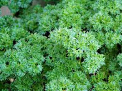 parsley triple flower seeds