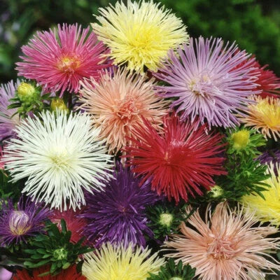 nova mix flower seeds