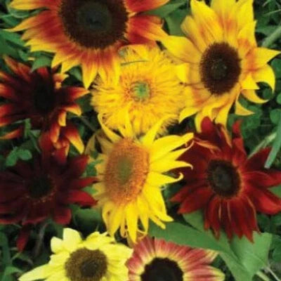 Sunflower Planting All Sorts Mix Mixture Flower Non Gmo Usa Heirloom Flower Seeds Home