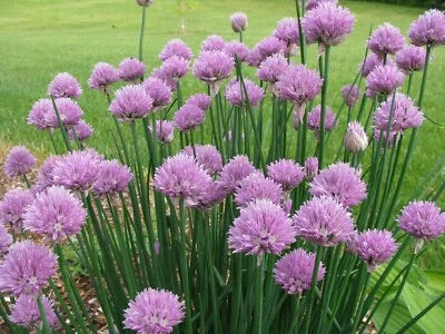 onion chives flower seeds