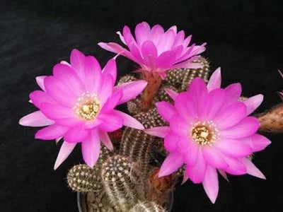 chamaelobivia peanut flower seeds
