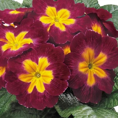 primula for flower seeds