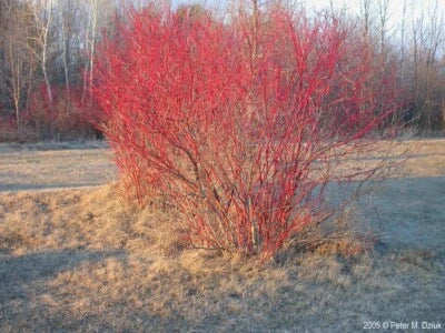 Red Twig Dogwood Cuttings Cornus Amomum Cut To Order Organic Heirloom Non Gmo Flower Seeds Home