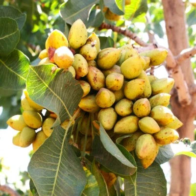 green pistachio flower seeds