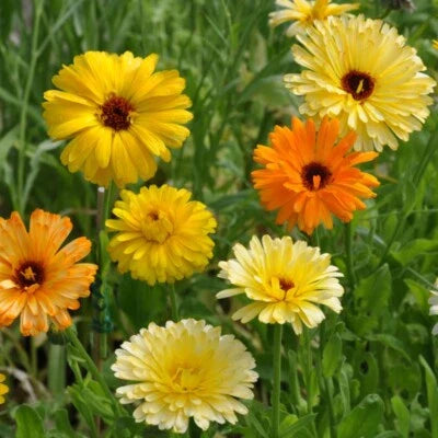 pacific beauty flower seeds