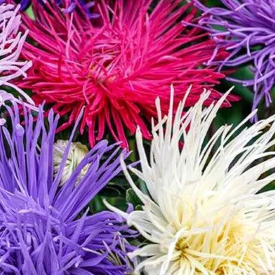crego giant flower seeds