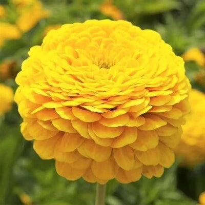 Zinnia Canary Bird Double Blooms Cut Flowers Butterflies Non Gmo Heirloom Easy To Grow Annual