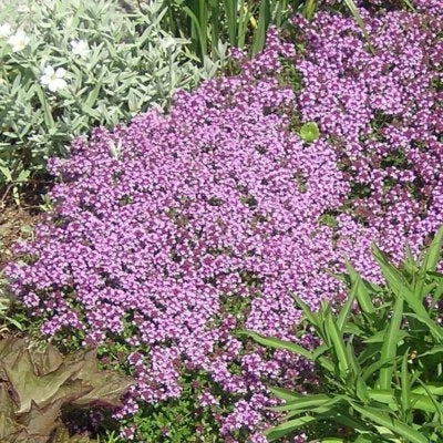 dwarf creeping flower seeds
