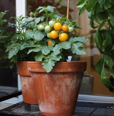orange ten flower seeds