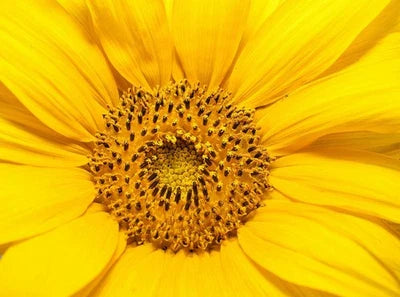 Dwarf Teddy Bear Sunflower Spring Mix Heirloom Non Gmo Flower Seeds Home Garden Planting,
