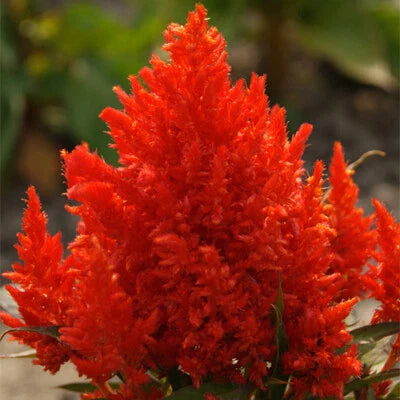 scarlet plume flower seeds