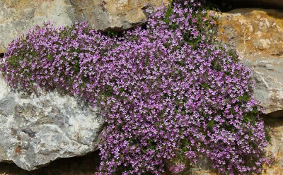 pink rock flower seeds