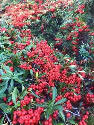 pyracantha berries flower seeds