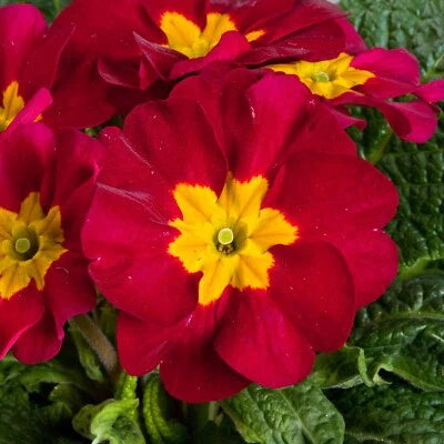 red primula flower seeds