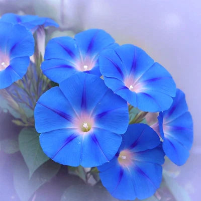 blue heavenly flower seeds