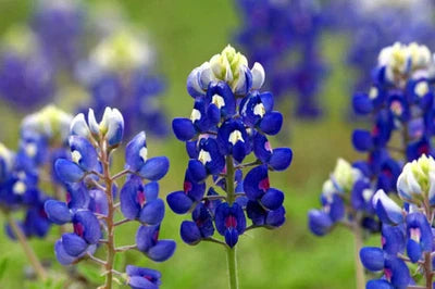 texas bluebonnet flower seeds