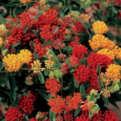 asclepias perennial flower seeds