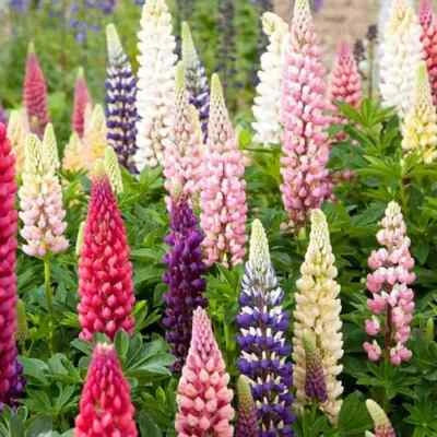 russell lupine flower seeds